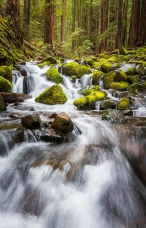 A mossy cascade in Olympic National Park WA 