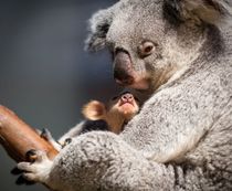 A mother Koala and her baby 
