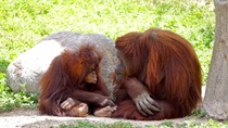 A Mother Orangutan listening to her childs story 