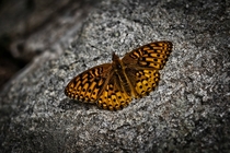 A mountain butterfly resting on a rock 