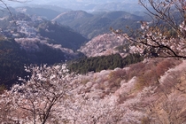A mountainside covered in cherry blossoms at Yoshino Mountain Japan 