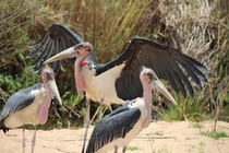 A mustering of marabou storks - Kruger Park South Africa 