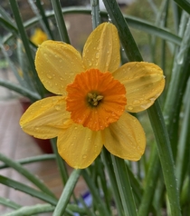 A narcissus in the rain