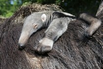 A newborn Anteater baby relaxes on its mothers back at Bergzoo Halle Germany 