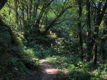 A nice shady part of the Windy Hill trail in Portola Valley CA 