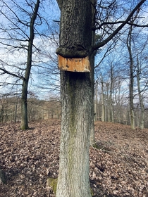 A No entry sign near abandoned mines So long there the tree growing around it looks like its eating it