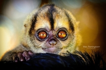 A once stranded baby monkey This little guy has a pair of super beautiful eyes Amazon Ecuador 