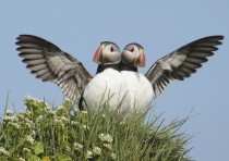 A pair of Atlantic Puffin photographed in Iceland 