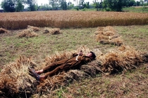 A Pakistani farmer takes a nap on harvested wheat in a field in the suburbs of northwest Pakistans Peshawar 