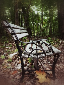 A park bench randomly left in the middle of the woods