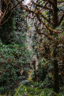 A part of a hiking trail in North Bengal India during monsoon 