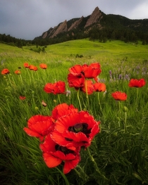 A patch of bright red Poppies found in Boulder CO 