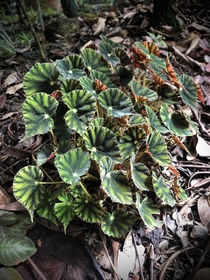 A patch of velvet Begonia unknown spcultivar 