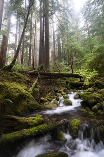 A peaceful stream in Olympic National Park 