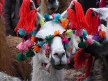 A Peruvian Llama aka lama glama x