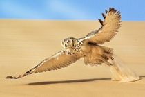 A pharaoh owl glides over the desert sand