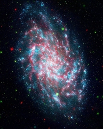 A photo of the Triangulum Galaxy This photo is a blend of two images captured by the Galaxy Evolution Explorer and the Spitzer Space Telescope
