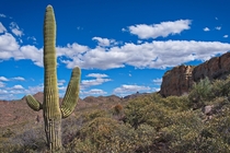A Photogenic Cactus - Superstition Wilderness Arizona USA 