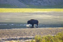 A picture I took of an American Bison at dawn a few years ago in Yellowstone National Park 