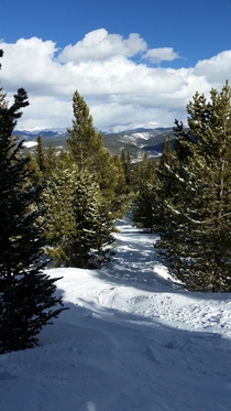 A picture of a ski path through the trees I took on my trip to Colorado Taken at Breckenridge 