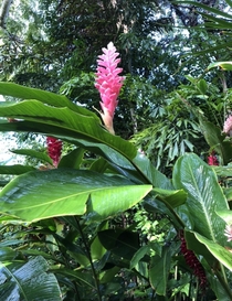 A pink alpinia purpulata - perhaps a Fiji variation