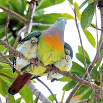 A pink-necked green pigeon Treron Vernans caring for its chicks