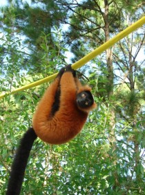 A playful red ruffed lemur Varecia rubra 