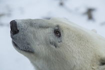 A polar bear Ursus maritimus up close 