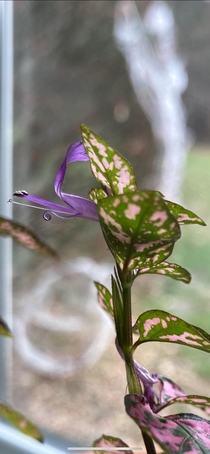a polka dot plant flower