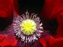 A poppy flower close up 