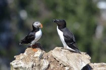 A puffin and a razorbill on the north-east coast of England 