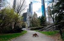 A raccoon walks in an almost-deserted coronavirus lockdowned Central Park in Manhattan NYC