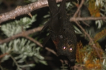 A radiant fruit bat at Byron Bay New South Wales