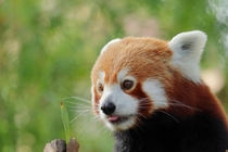 A Red Panda and a Leaf 