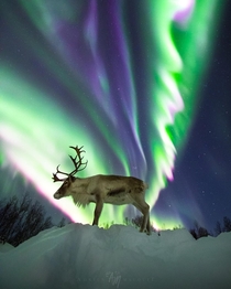 A Reindeer and A Huge Auroral Corona