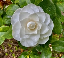 A relatively perfect camellia 