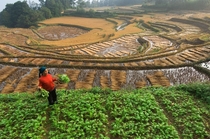 A rice farmer works in terraced paddies in Yunnan Province China 