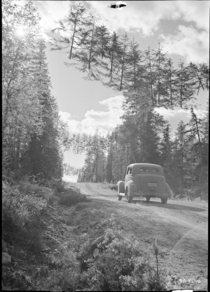 A road in Finland camoflaged during the Continuation War June   