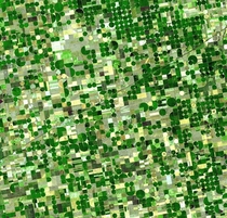 A satellite image of circular fields characteristic of center pivot irrigation Kansas