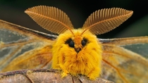 A Saturniid moth Rhodinia fugax 
