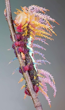 A Saturniidae moths caterpillar 