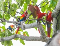 A scarlet macaw Ara macao family fight 
