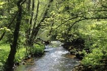 A secluded forest river - Dartmoor England 