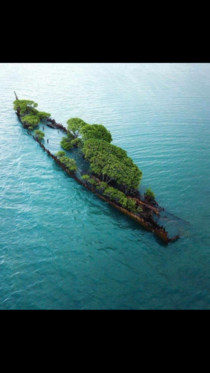 A ship overtaken by nature