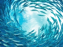A shoal of sardines swirls near the surface at Thousand Steps Reef off the Caribbean island of Bonaire Photo by Federico Cabello 