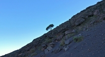 A single tree on the slopes of Stromboli volcano Sicily Italy 