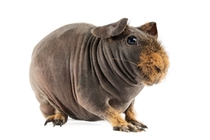 A Skinny Pig a near hairless breed of Guinea Pig 