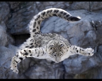 A snow leopard in Japan jumping Pc sparklinganimals