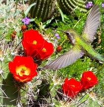 A Sonoran Hummingbird OC