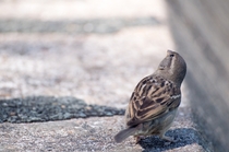 A Sparrow 